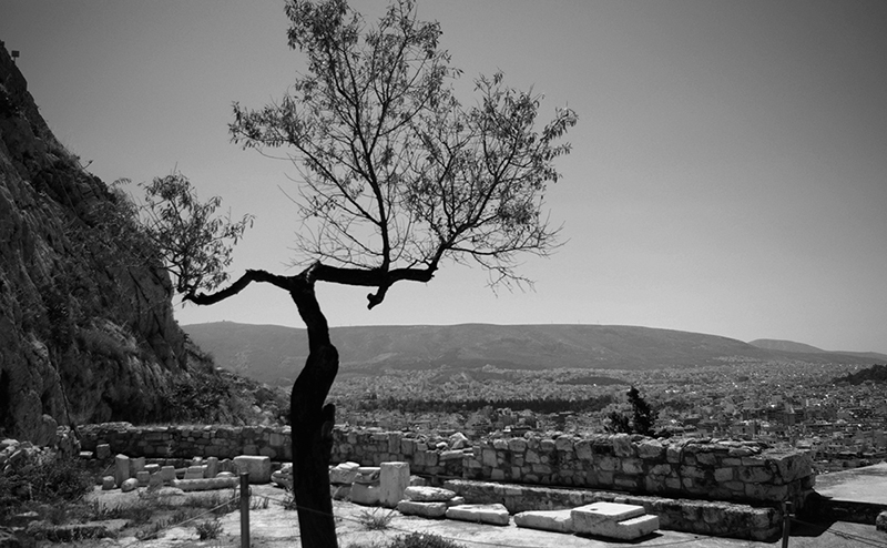 Black and white photo, depicts a tree and view from the Acropolis site by Maria Dimitrakarakou